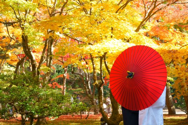 整理,家政婦,家事代行