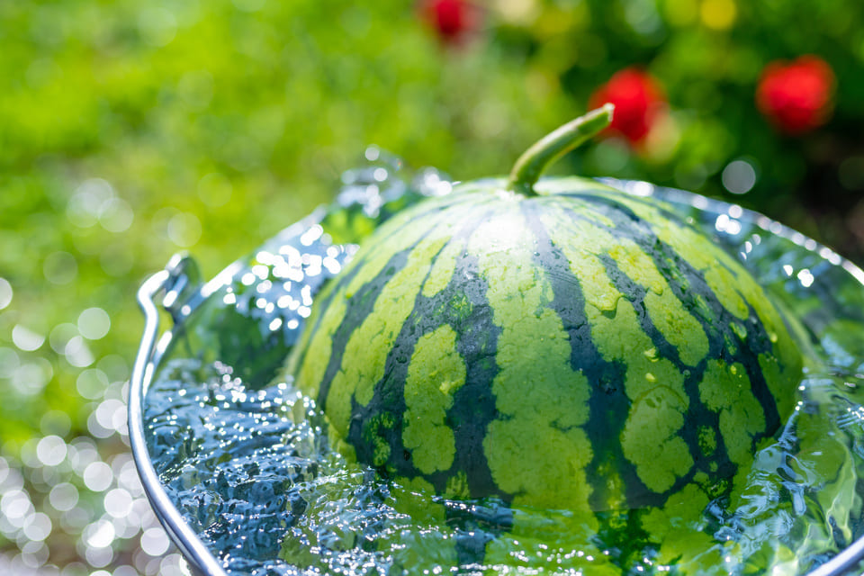 整理,家政婦,家事代行