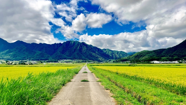 整理,家政婦,家事代行